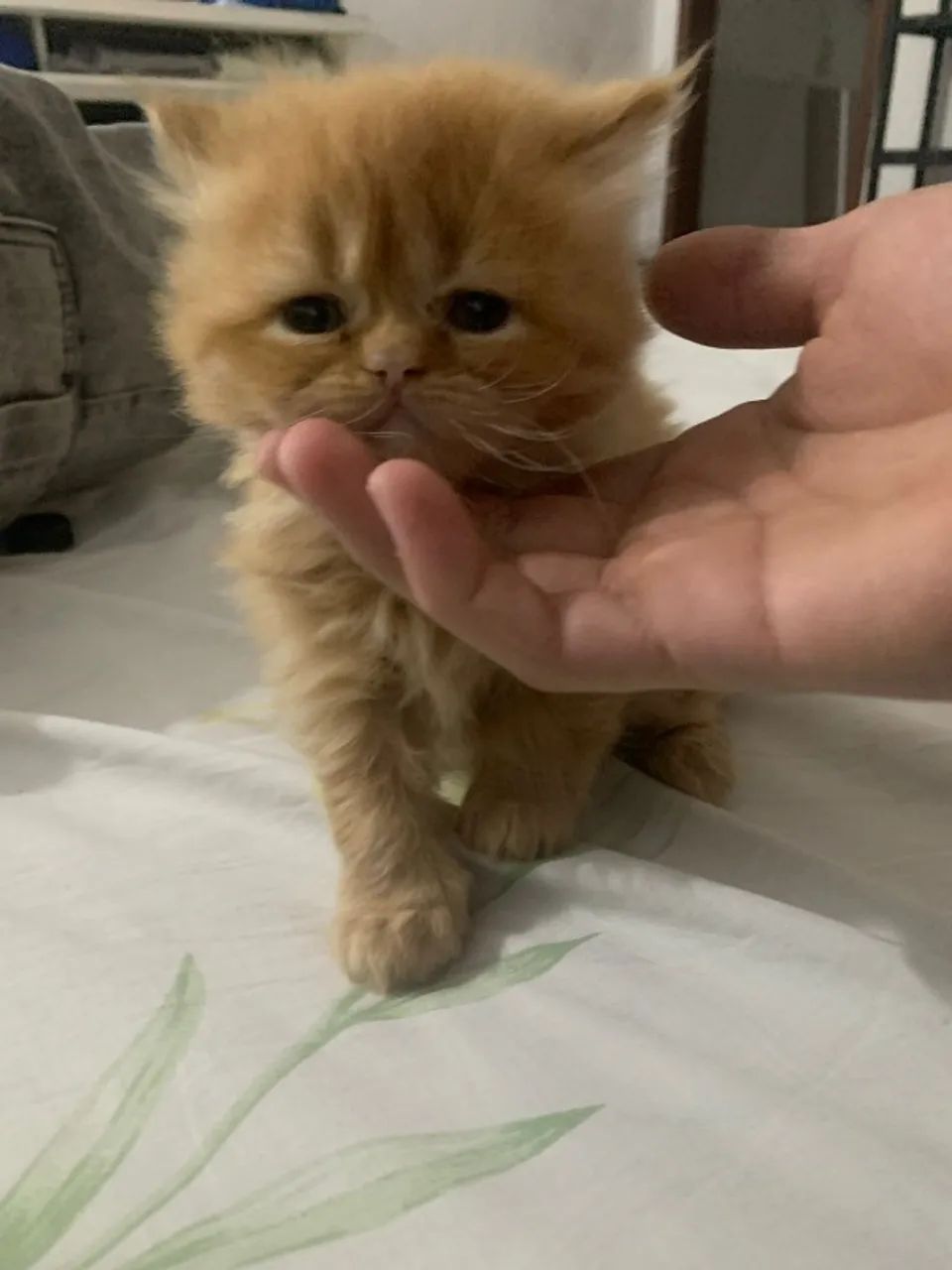 Gatos Persas - Foto 2