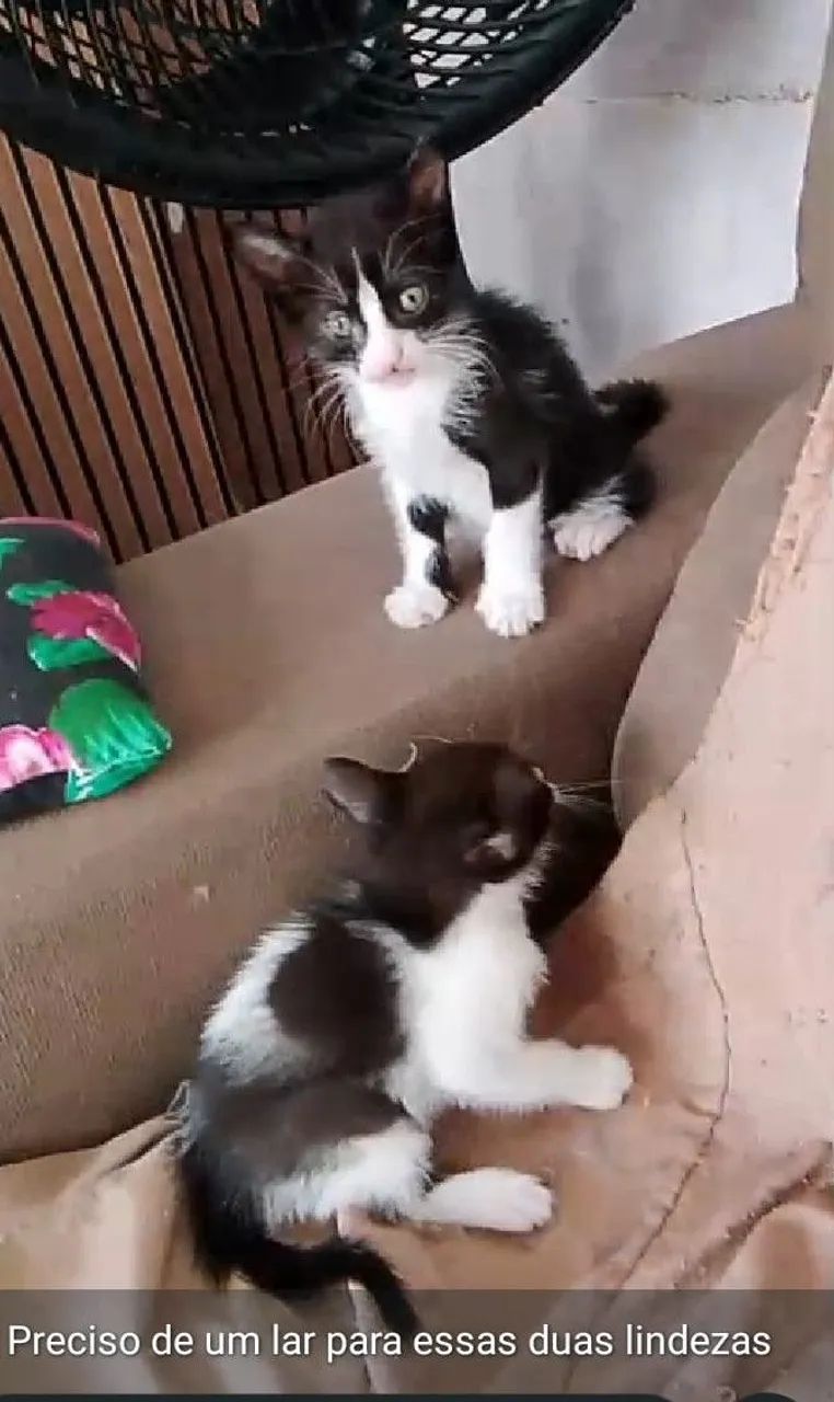 Doacao De GATOS - Foto 2