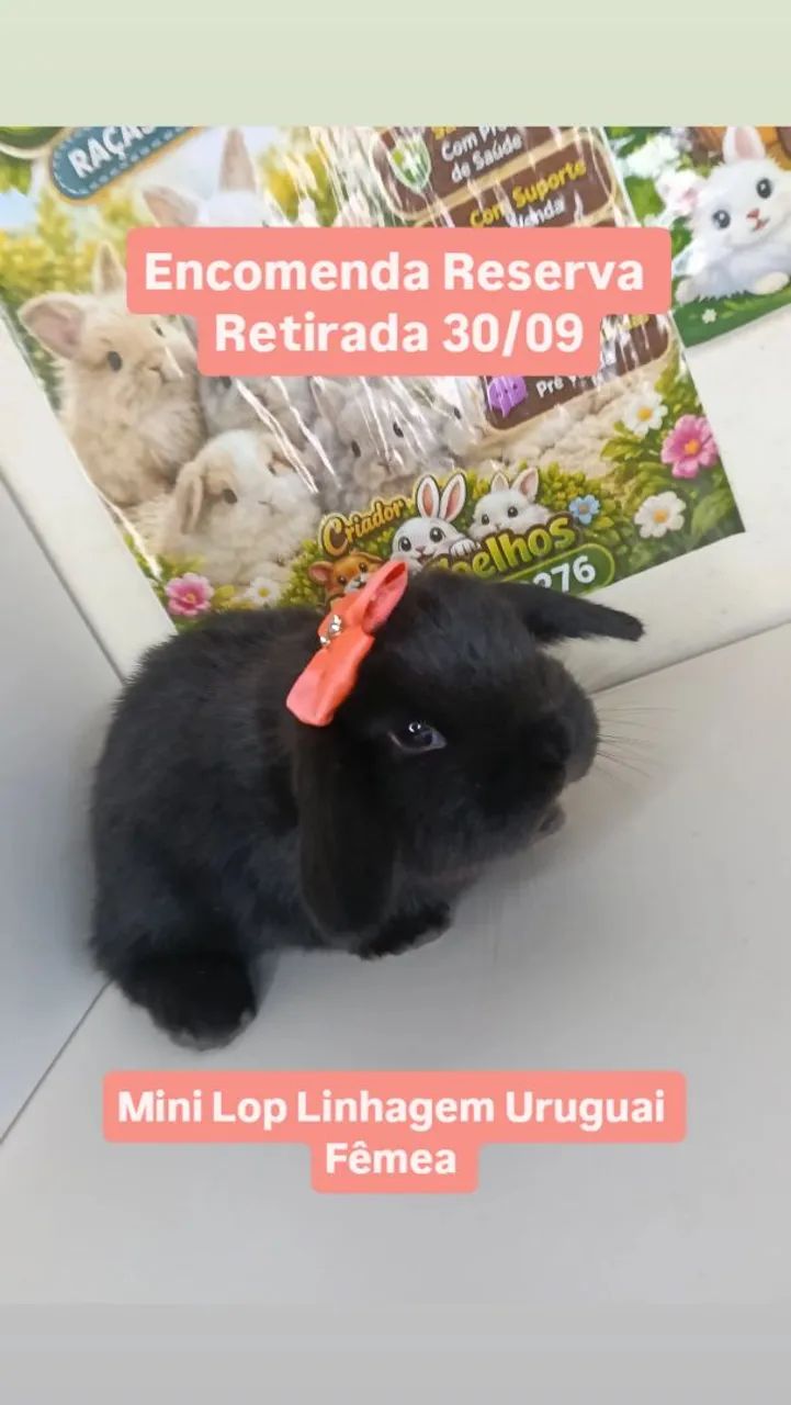 Mini Coelho Variadas Raças e Valores  - Foto 5