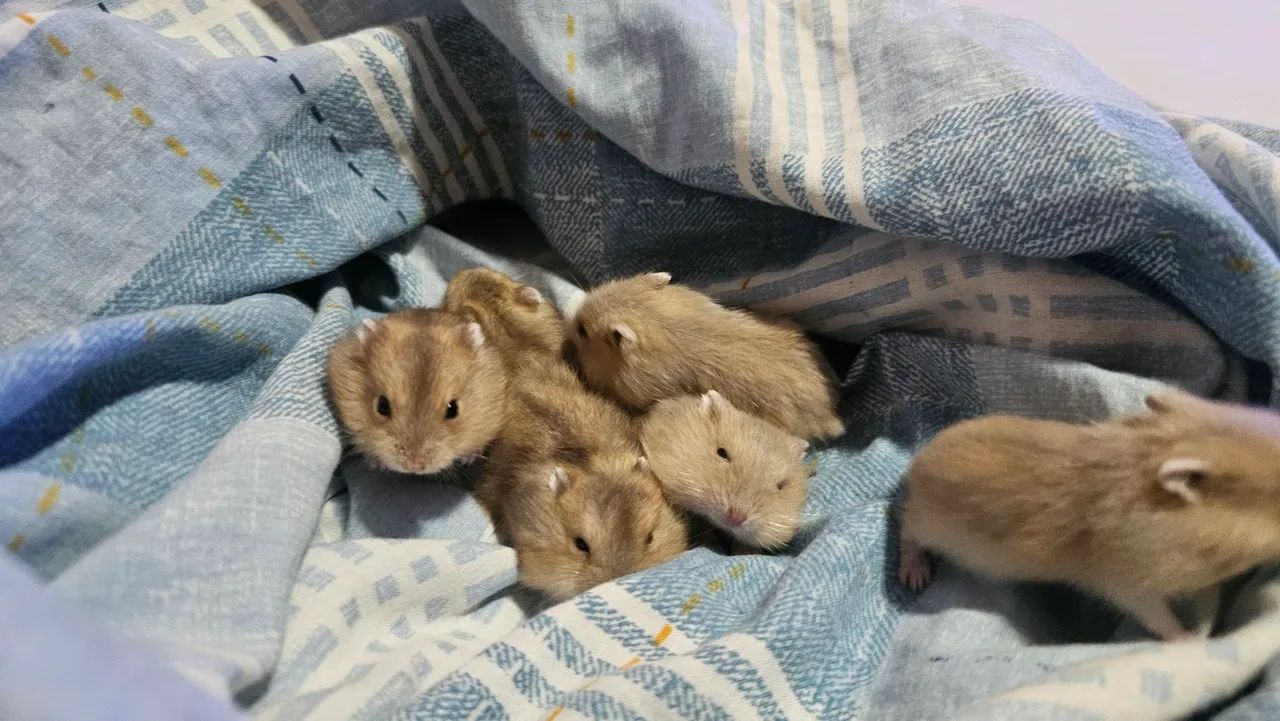 Hamster anao russo - Foto 4