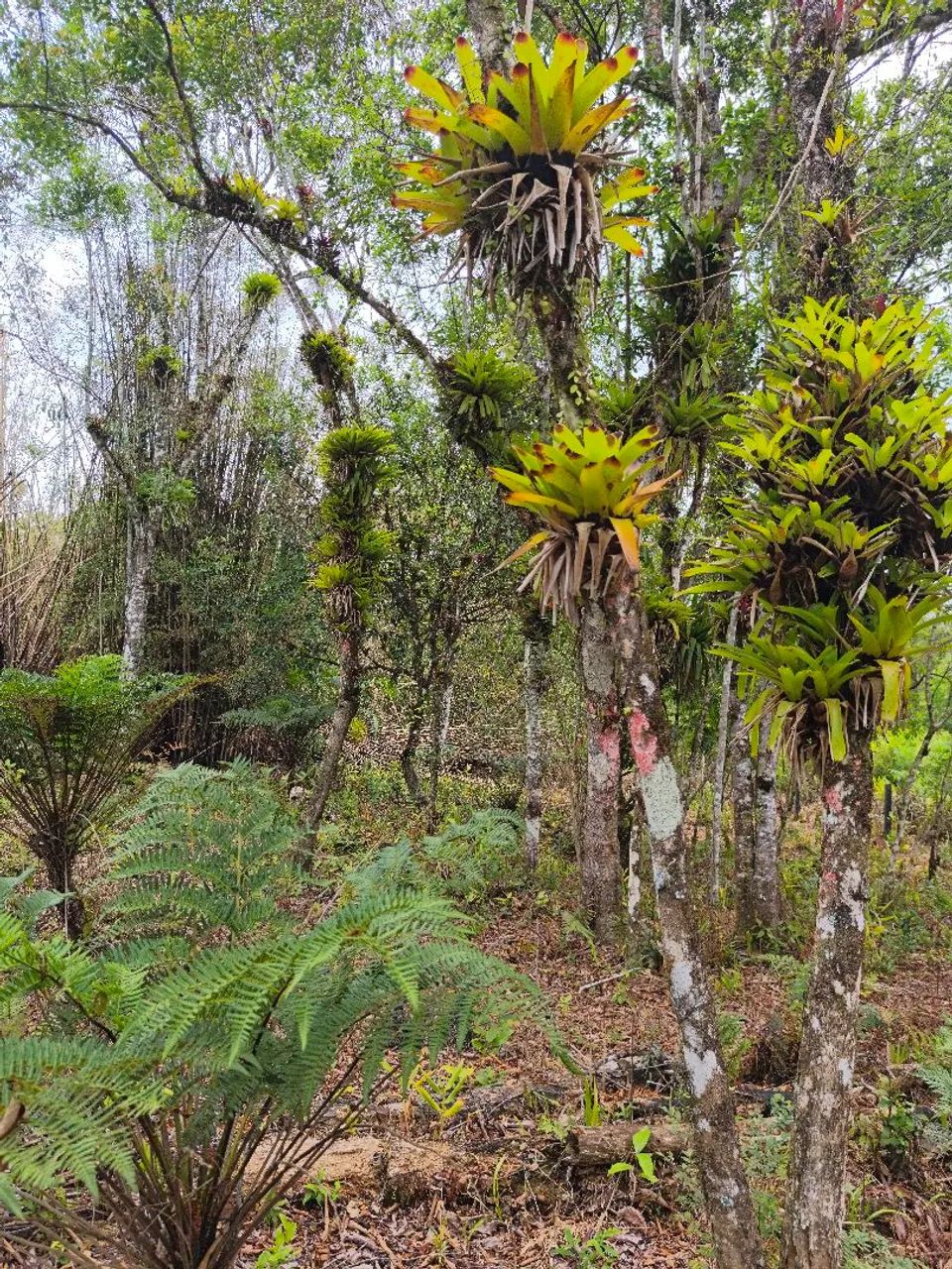 Chácara em Guaratuba  - Foto 3