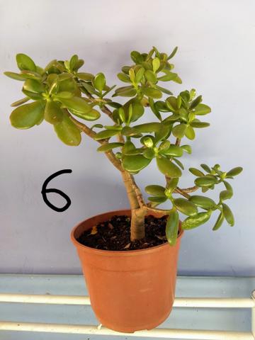 Suculenta Árvore da Felicidade - Foto 6