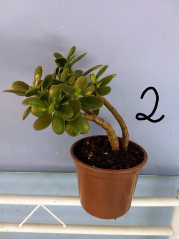 Suculenta Árvore da Felicidade - Foto 2