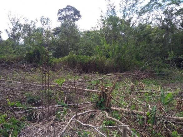 Terreno à venda, 360 m² por r$ 45.000 - vila das palmeiras - morretes/pr - Foto 9