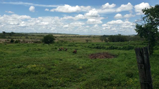 Fazenda, soja e pecuária
