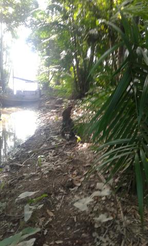 Terreno de frente pro rio maguari em outeiro - Foto 2