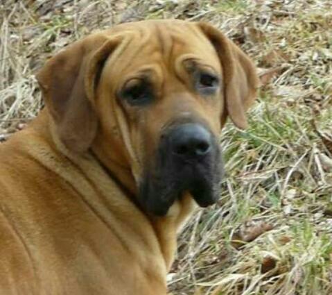 Filhote de Fila Brasileiro