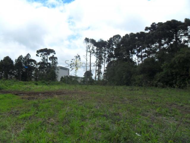 Terreno, Roseira, São José dos Pinhais-PR - Foto 4