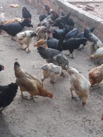 Galinhas caipira