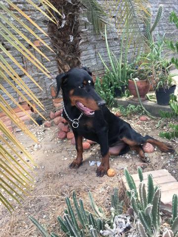 Filhote de Doberman - Foto 3