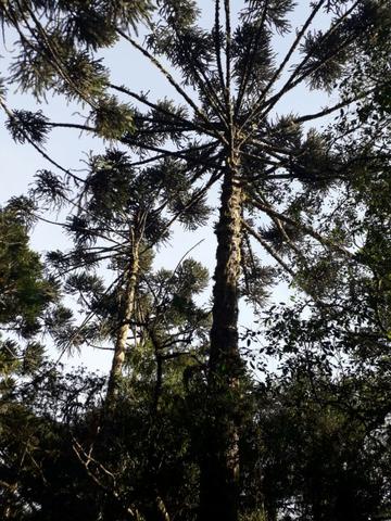 Para você que procura descanso e tranquilidade junto as belezas da serra gaucha