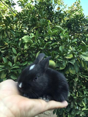 Coelhos - Foto 3