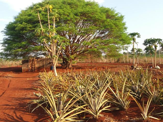 Chácara, Sítio, Terreno, aceito trocas - Foto 8