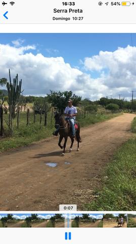 Vendo potro de 1 ano e 11 meses, ótimo de marcha picada - Foto 6