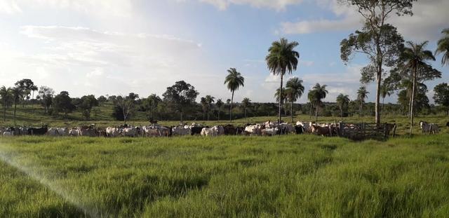 Fazenda - Foto 12