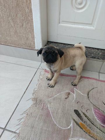 Linda filhote de Pug (raça pura) FÊMEA