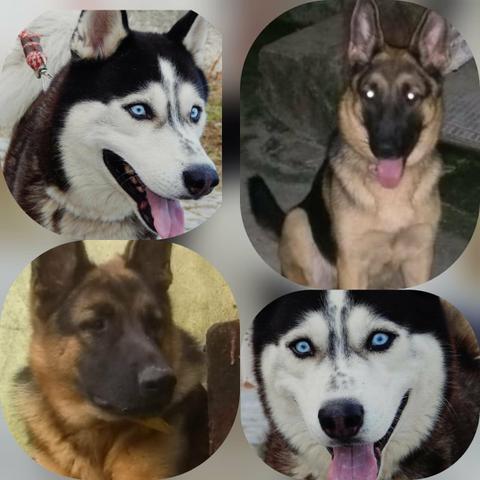 Lindos filhotes de husky siberiano com pastor alemão - Foto 2