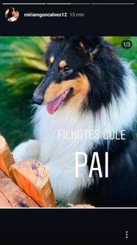 Vendo filhotes de collie - Foto 2
