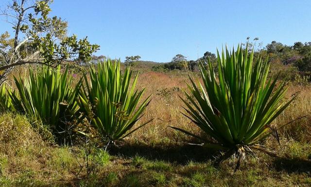 Chácara com área de 4000m², 14 km de Alto Paraíso de Goiás - Foto 8