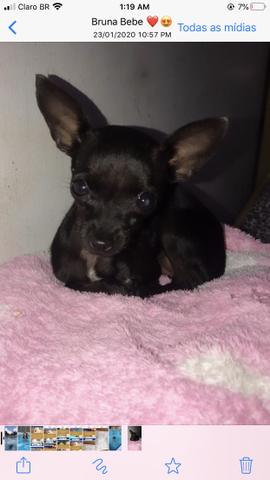 Vende se cachorro fêmea