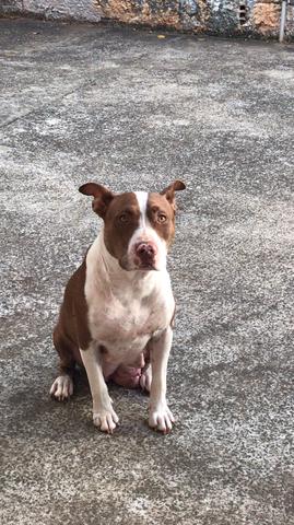 Filhotes de Pitbull - Foto 5