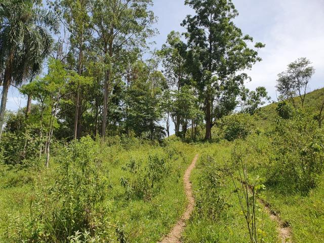 Sítio com 7 Alqueires, estrada do Turvo - Foto 5