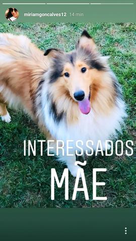 Vendo filhotes de collie