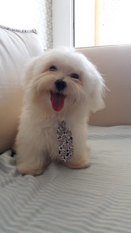 Maltês macho para reprodução