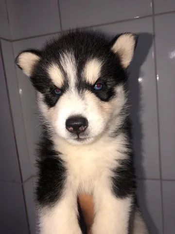 Husky Siberiano 100% Puro - Foto 4