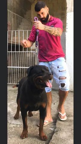 Filhotes de Rottweiler com pedigree disponíveis  - Foto 2
