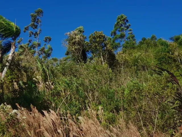 Sítio 3,7 hectares, Pastagem, Roça, 2ª Linha, Divisa de São Pedro com Águas Mornas SC - Foto 12