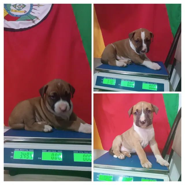 Filhotes de Dogue Brasileiro Cão de guarda familiar urbano - Foto 3