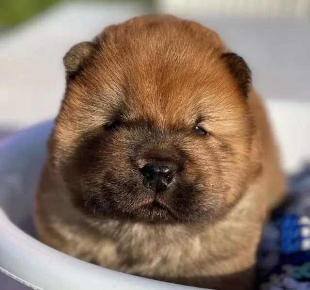 Chow Chow filhote disponível.