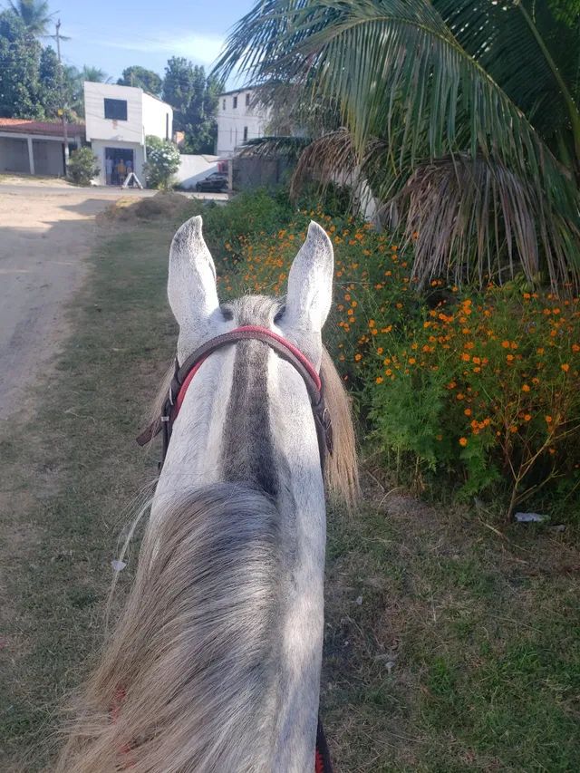 Cavalo Tordilho 