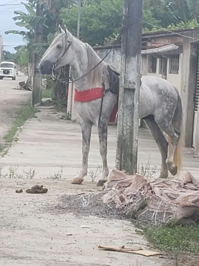 Cavalo Tordilho 