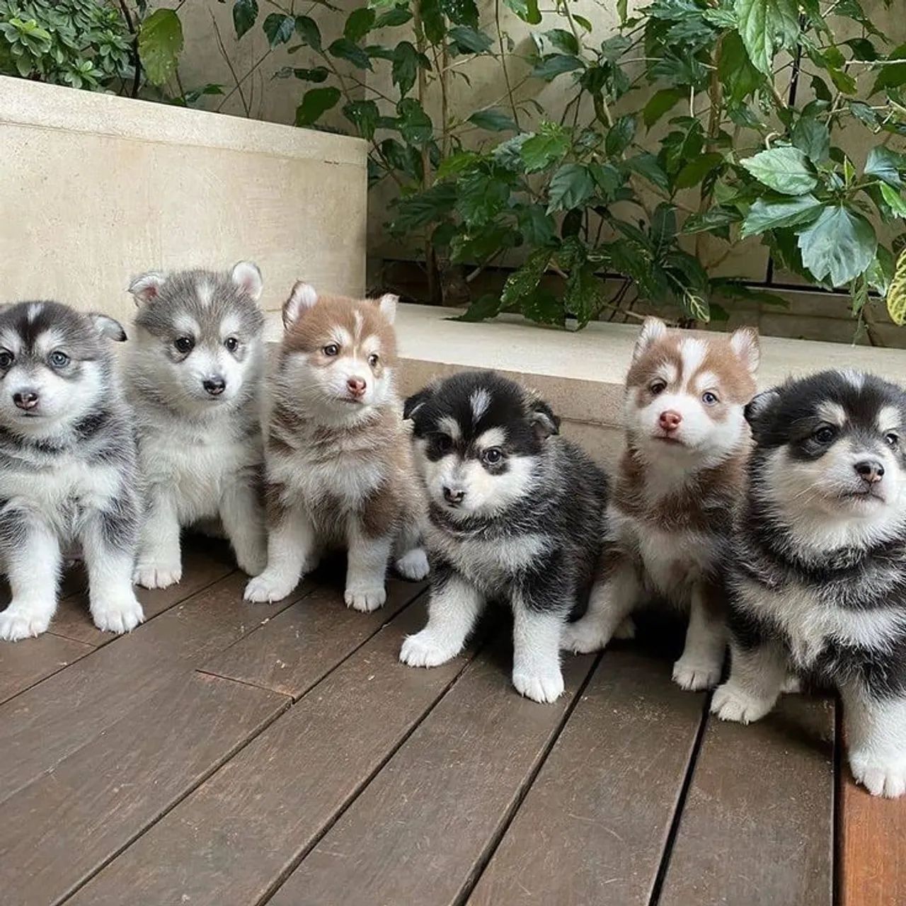 Filhotes de Husky Siberiano a Pronta Entrega 
