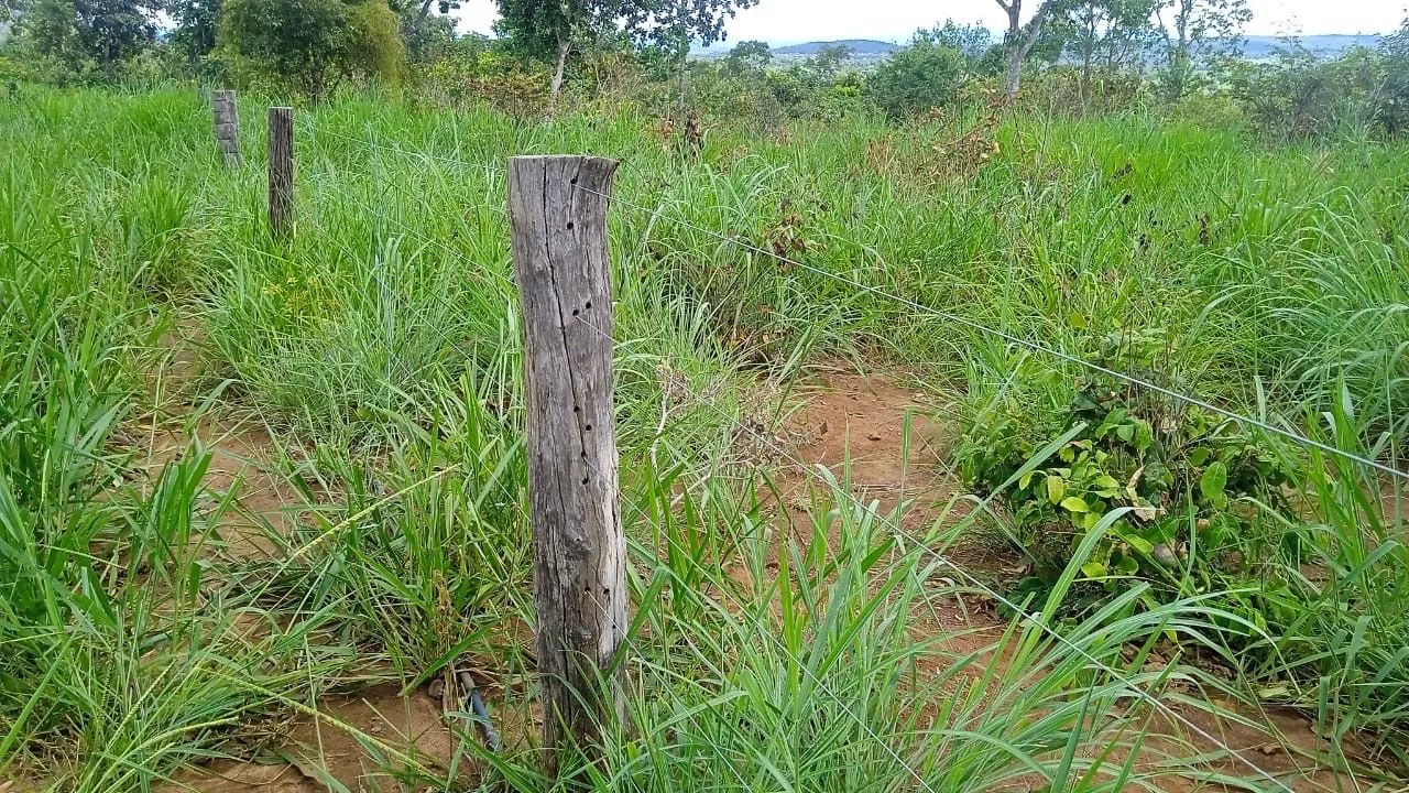 VENDO FAZENDA TERRA, GADO, ROÇA - Foto 5
