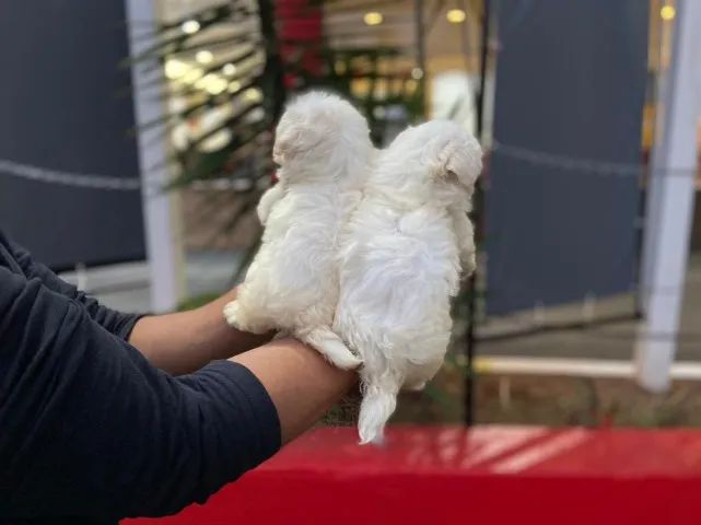 Maltes (micro) ele abana a cauda com o coração cheio de muito amor - Foto 2