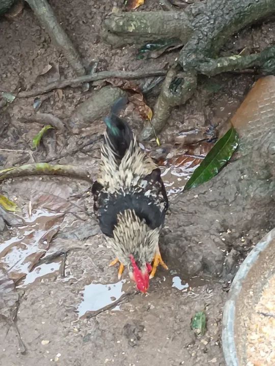 Galo Garniser Branco e Preto - Foto 2