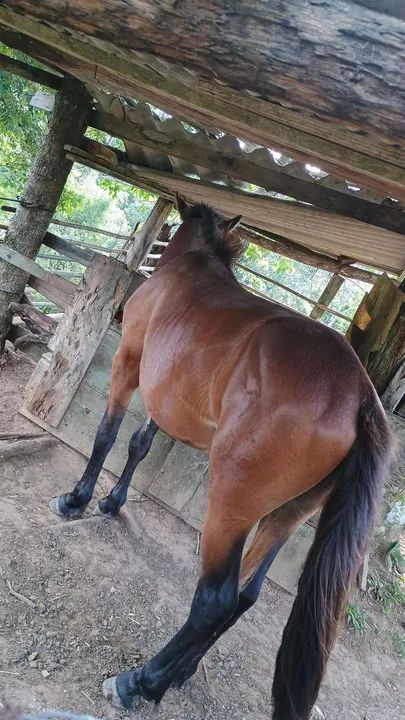 Cavalo para doma - Foto 3