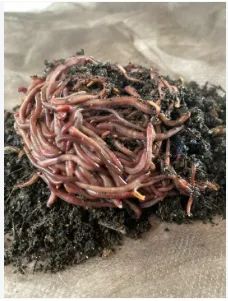 100 Minhocas Californianas para Compostagem