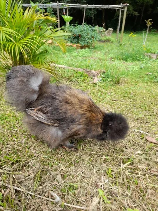 Galinha, galo,franga(o),pintinhos (filhotes)da raça ornamental sedosa do Japão. - Foto 2