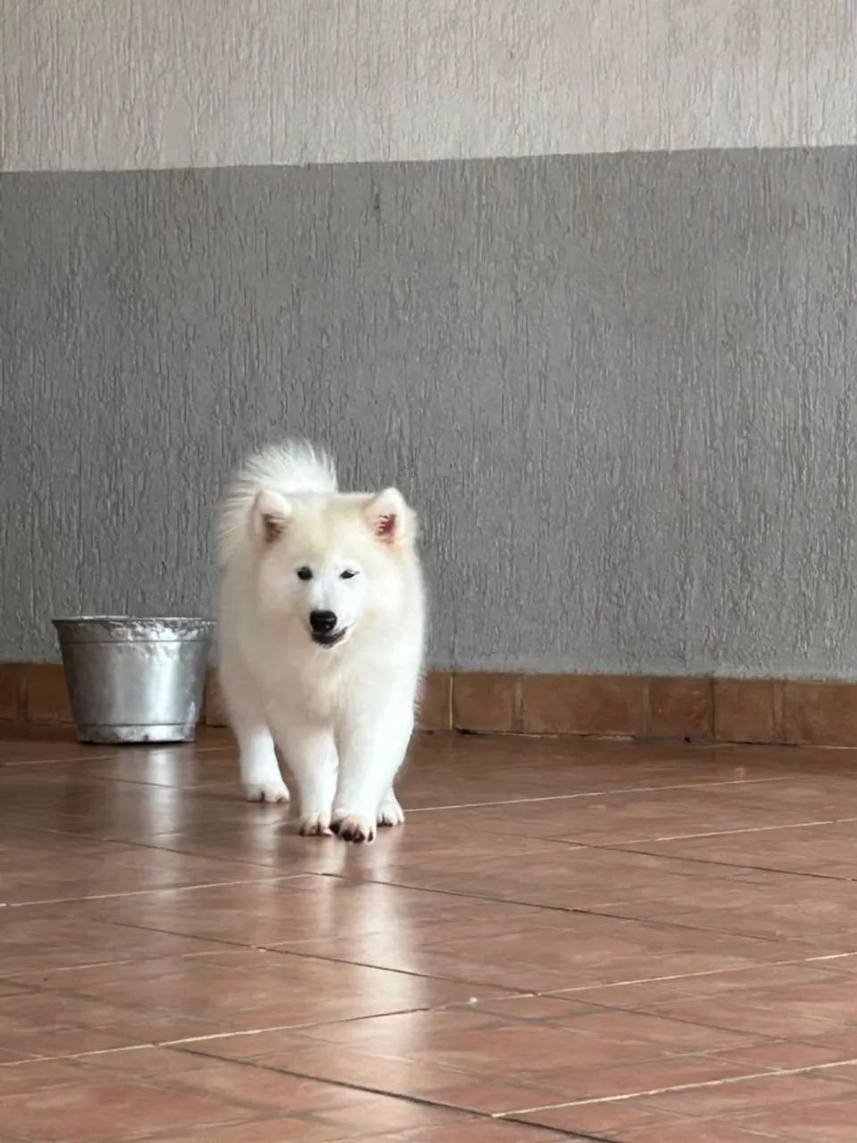 FILHOTE DE SAMOIEDO PROMOÇÃO DA SEMANA - Foto 2