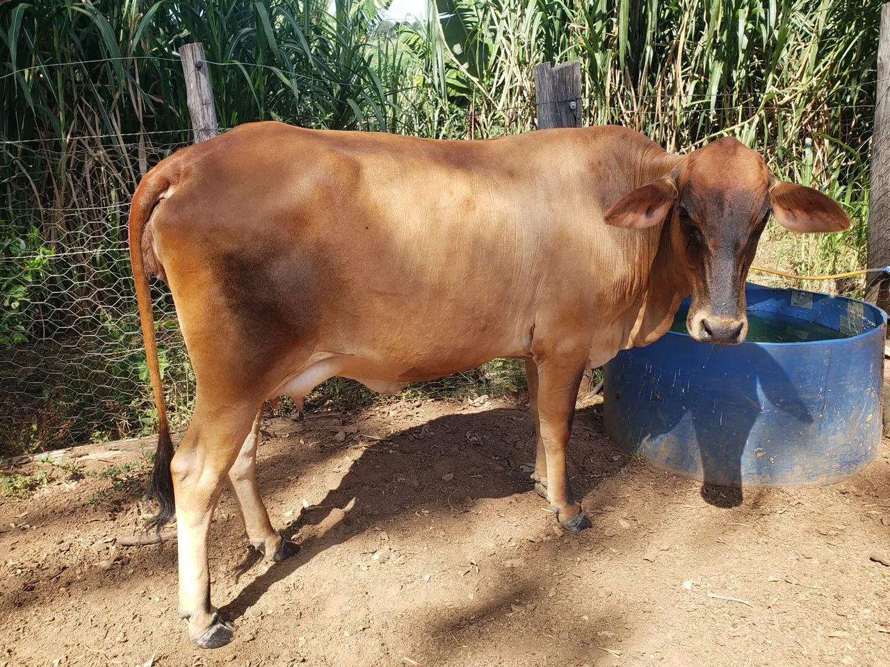 Linda Gersolanda c/ bezerra ao pé - Foto 3