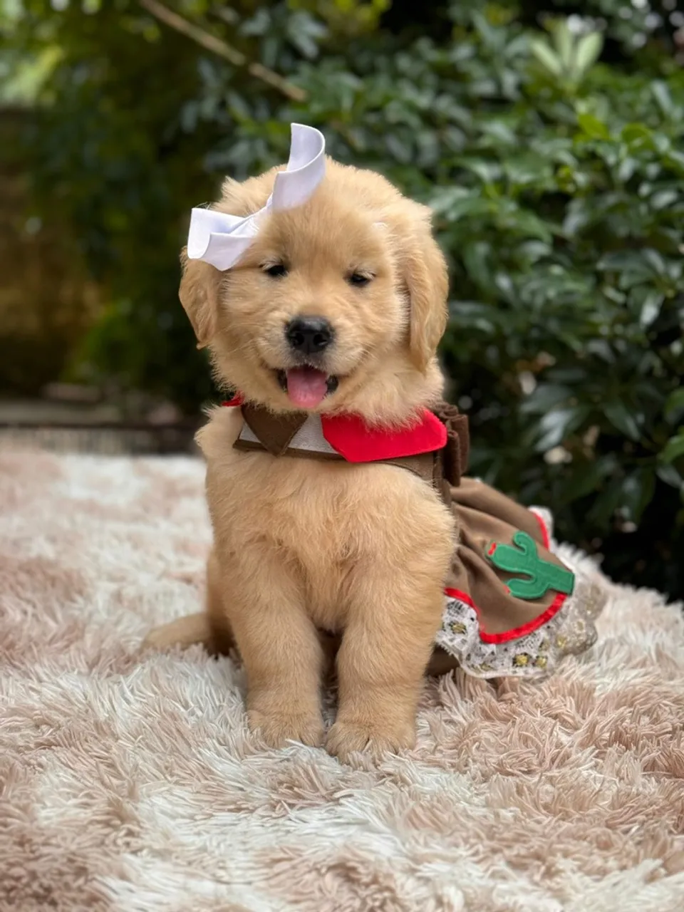 Filhote Golden Retriever  - Fofura em Dose Dupla!