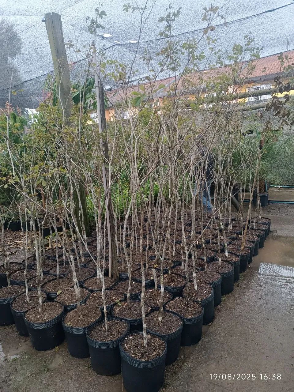 Mudas de Ipê Amarela 