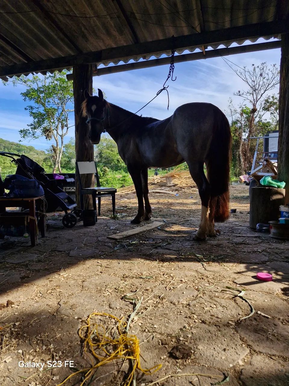 Vendo cavalo  - Foto 2