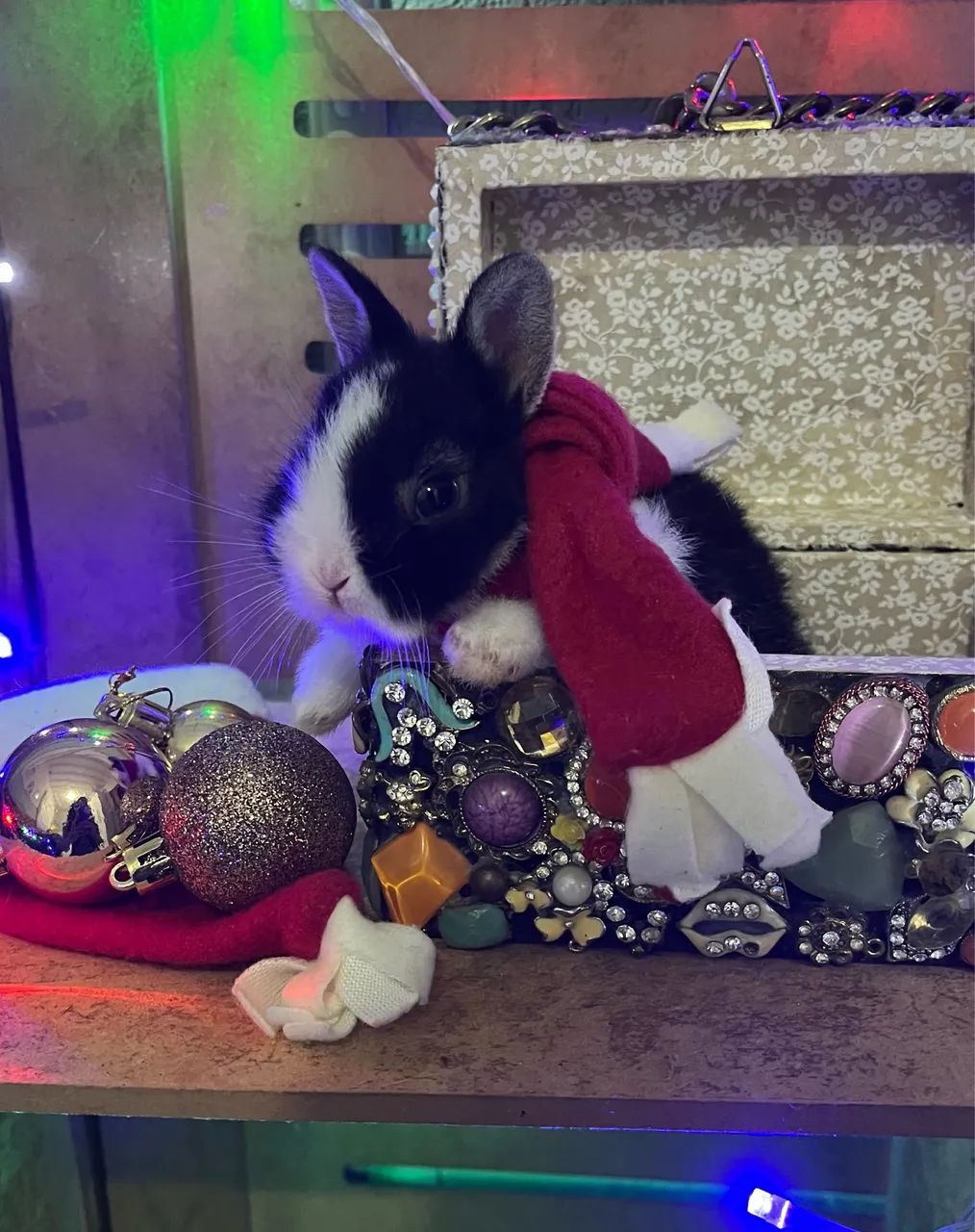 Coelho Anão - Foto 2