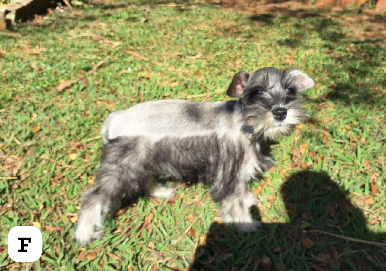 Scnhauzer belíssimos - Foto 2