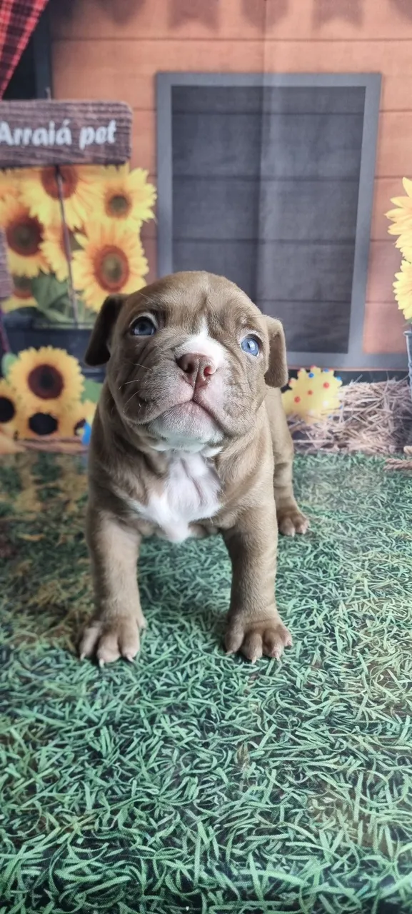 Filhotes de American Bully Micro